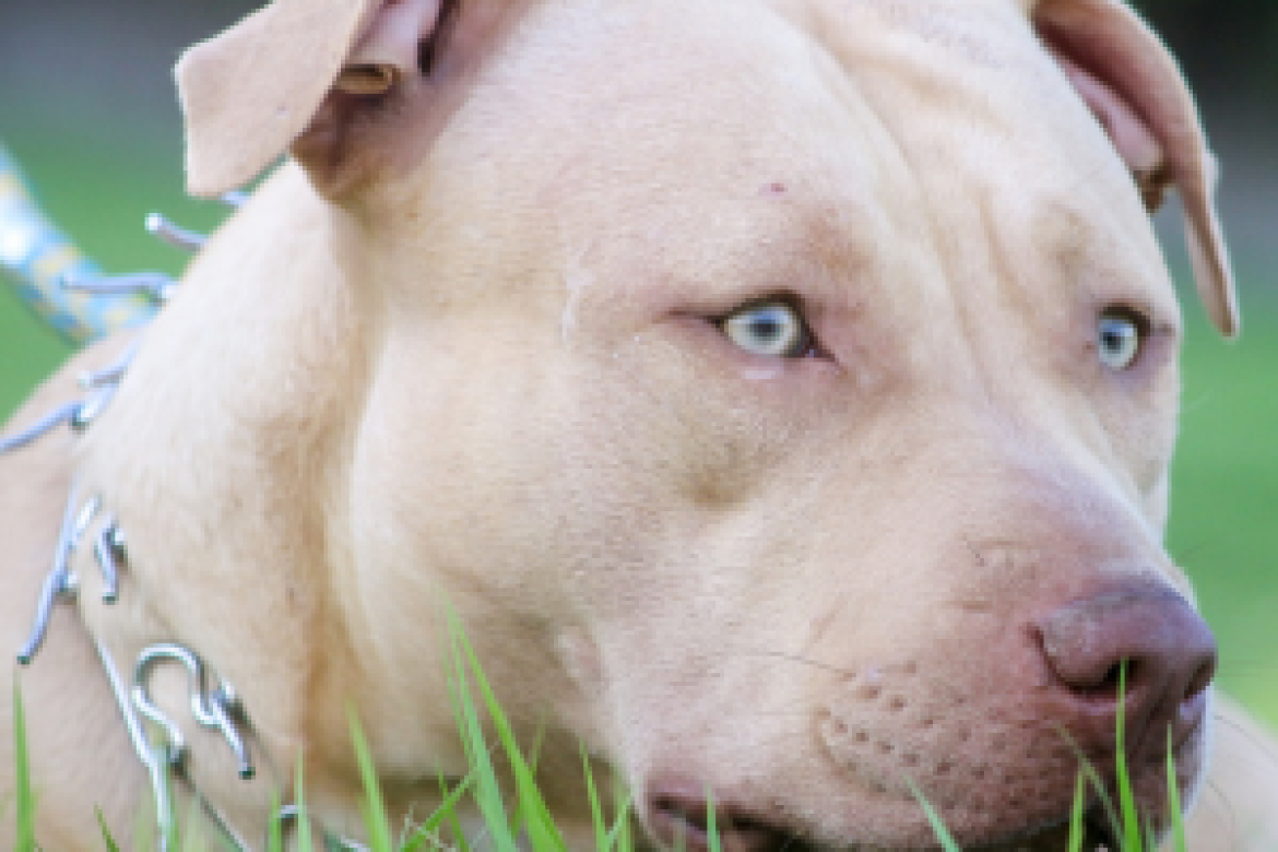 Chien de catégorie
