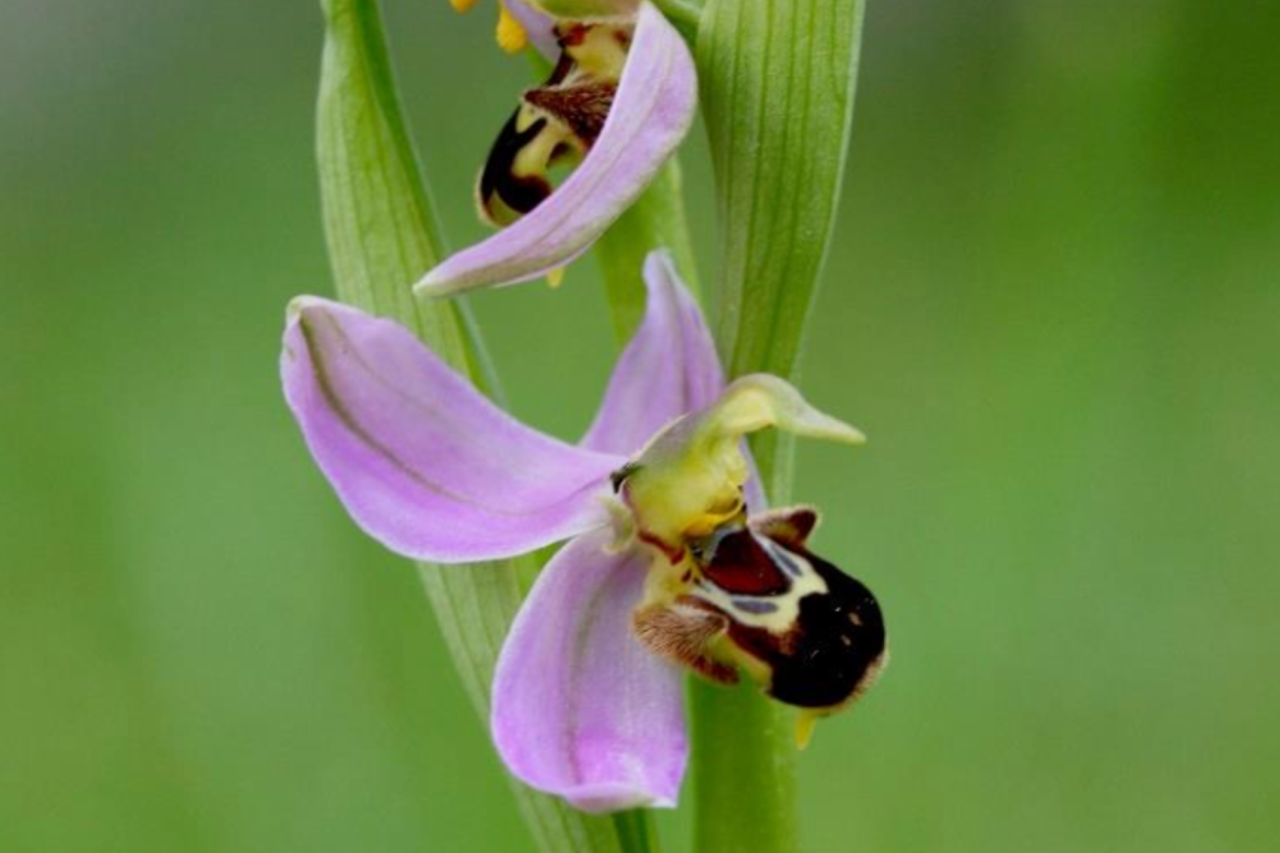 Les orchidées sauvages