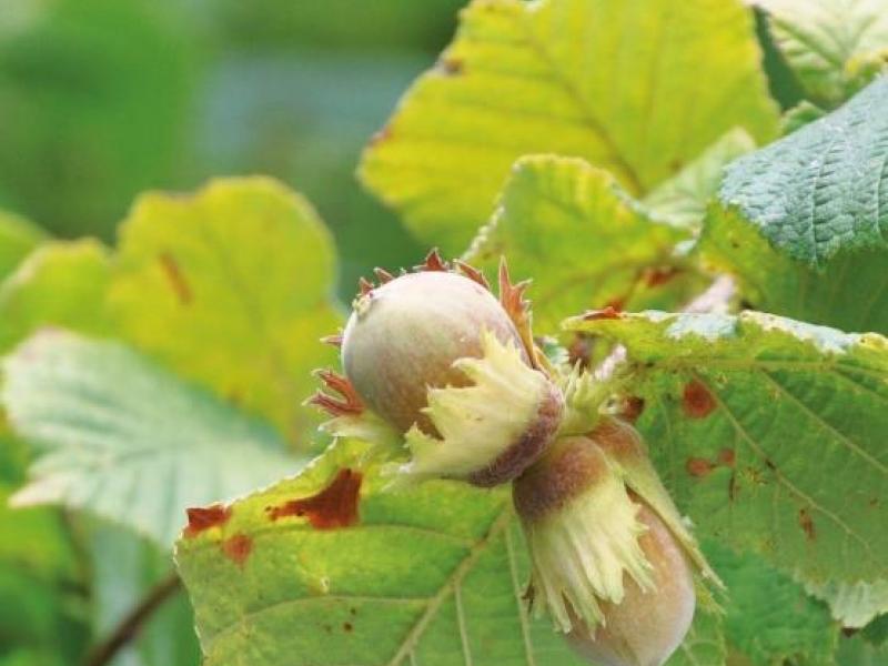 Noisettes avec corylus