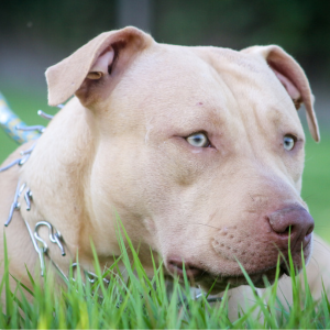 chien dangereux