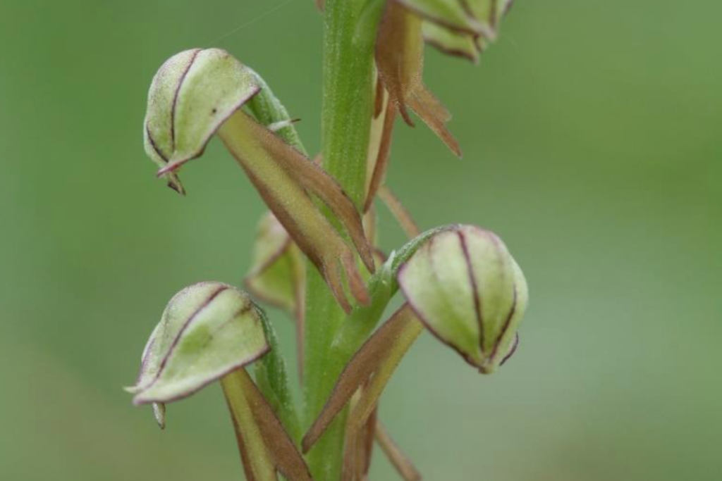 Homme-pendu (Aceras anthropophorum) 