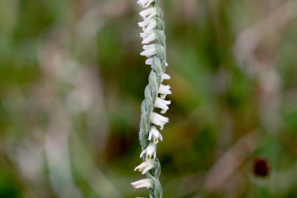 Spiranthe d’automne (Spiranthes spiralis) 